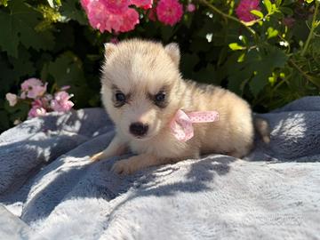 Siberian Husky con pedigree