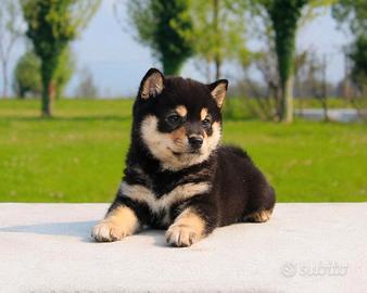 Cuccioli di Shiba Inu con Pedigree ENCI