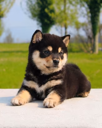 Cuccioli di Shiba Inu con Pedigree ENCI