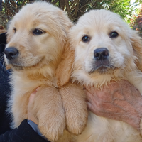 Golden Retriever