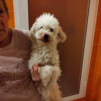 Barboncino champagne