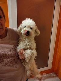 Barboncino champagne