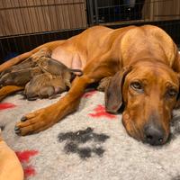 Cuccioli di rhodesian