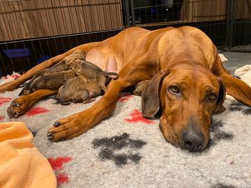 Cuccioli di rhodesian