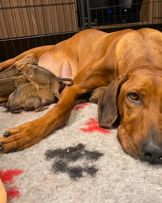 Cuccioli di rhodesian
