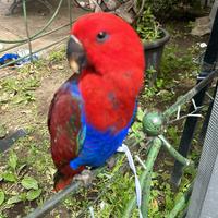 Pappagallo ecletto femmina