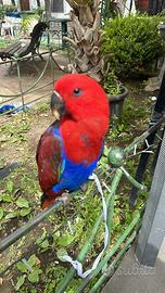 Pappagallo ecletto femmina