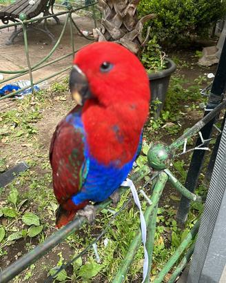 Pappagallo ecletto femmina