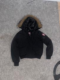 Canada goose