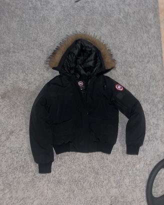 Canada goose