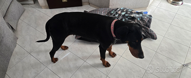 Dobermann femmina