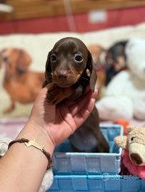 Bassotti tedeschi con pedigree ENCI nani kaninchen