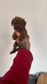 Barboncino Minitoy red intenso