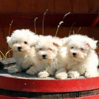 Maltese cuccioli white