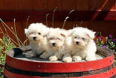 Maltese cuccioli white