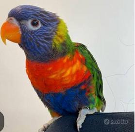 Lorichetto arcobaleno