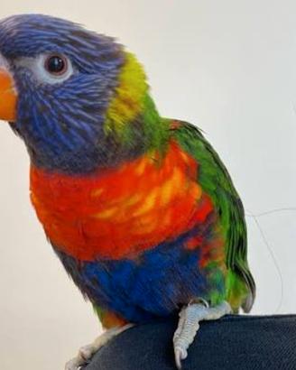 Lorichetto arcobaleno