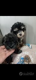 Maltipoo