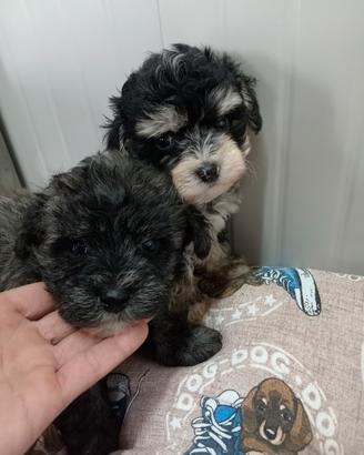 Maltipoo