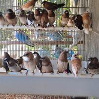 Passeri del giappone