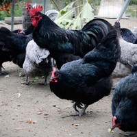 Galline AUSTRALORP NERO E BLU Razza Pura