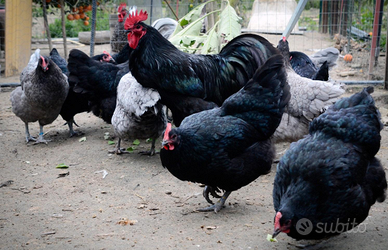 Galline AUSTRALORP NERO E BLU Razza Pura