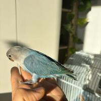 Inseparabili allevato a mano