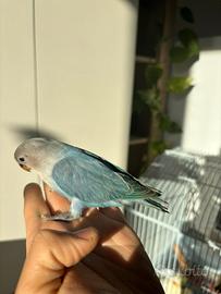 Inseparabili allevato a mano