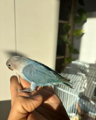 Inseparabili allevato a mano