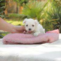 Maltese Cucciola