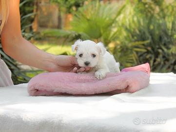 Maltese Cucciola