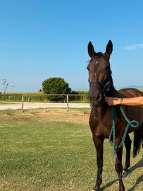 Cavalla 4 anni fattrice