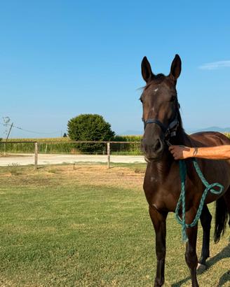 Cavalla 4 anni fattrice