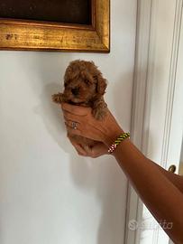 Cuccioli barboncino toy