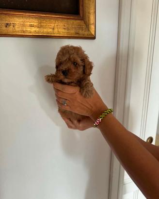 Cuccioli barboncino toy