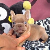 Cuccioli Isabella Maschi BulldogFrancese Prenota