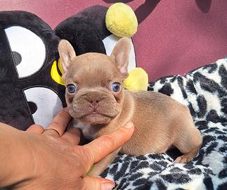Cuccioli Isabella Maschi BulldogFrancese Prenota