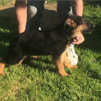 Cucciolo pastore tedesco