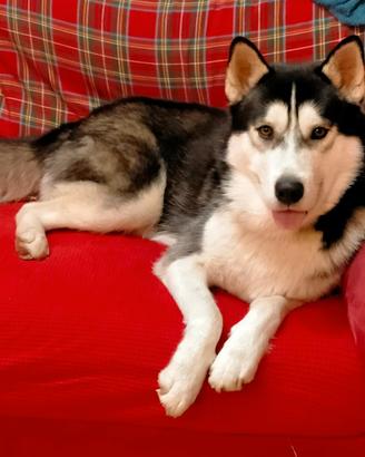Cucciolo di husky maschio dolcissimo