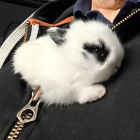 Conigli nani testa di leone domestici