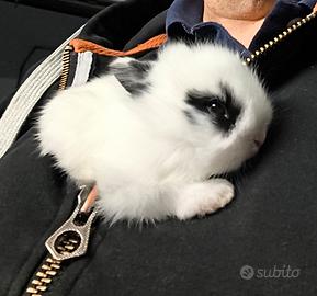 Conigli nani testa di leone domestici