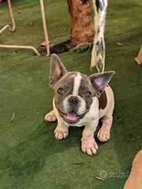 Cucciolo bulldog francese