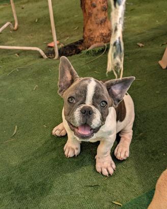 Cucciolo bulldog francese