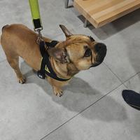 Bulldog francese x Monta