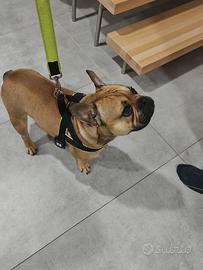 Bulldog francese x Monta