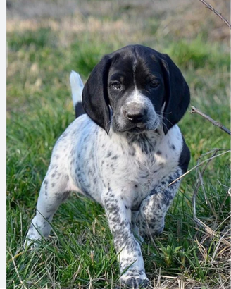Cucciolo bracco