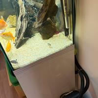 Acquario Askoll Pure XL