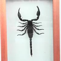 ESEMPLARE SCORPIONE GIGANTE IN TECA VRTRO