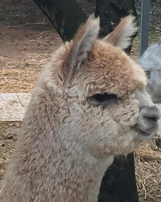 Alpaca huacaia