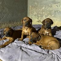 Rhodesian ridgeback